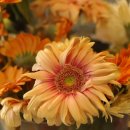 교동꽃화원 이미지