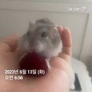 풀꽃화실 | 23.6.12~18일 체력이 짱짱해진 요즘