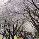 조천변 벚꽃길 이미지