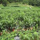 파천면사무소 이미지