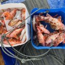 제주도 바다 배 낚시 레저 체험 가격 소요시간 예약 정보