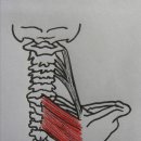 능형근(Rhomboid muscle) 이미지