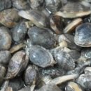 엄마수산 이미지