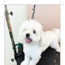 아담스펫살롱 이미지