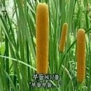 부들 네이버블로그