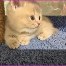 메종드센텀 이미지