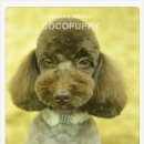 코코애견샵 이미지