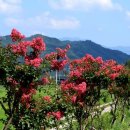 배롱나무 특화거리 이미지