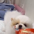 일곡동물병원