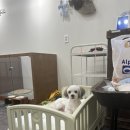 슈블리펫살롱 이미지