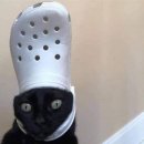 고양이 모자 이미지