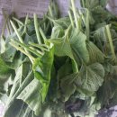 정성야채 이미지