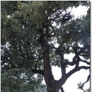 영풍 병산리 갈참나무 이미지