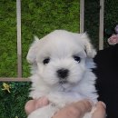 멍샵 강아지분양 인천본점 이미지