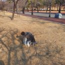 안 수의과병원 이미지