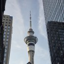바인야드주 | [뉴질랜드] 오클랜드 Auckland :: 와이헤케섬 Waiheke Island & 카시타 미로 Casita Miro & Tony's...
