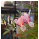 힐링보보하우스 이미지