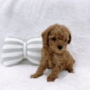 미유펫 강아지고양이 수원점 이미지