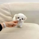 미니 | 부평강아지분양 미니말티즈 후기