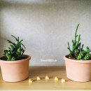 반려식물 다육토분 이미지