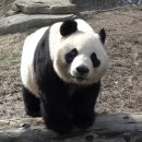 판다나라 이미지