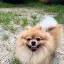 꼬모의 산책 이미지