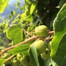 머루와 다래 이미지