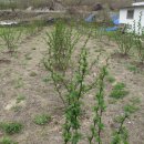 판석농장 이미지