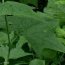 나래민박 이미지