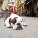 우성동물병원 이미지