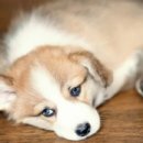 종로동물병원 이미지