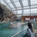 에덴목장 | 베고니아새정원(비추천 이유.무료로 간 방법)/양평연핫도그(왕추천)가평 에덴벚꽃길 가는길에 꼭드세요!