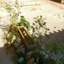 The Heaven 이미지