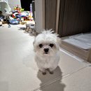눈초롱어린이집 | 강아지 초롱이 십자인대 부분파열 : 약과 보조기 치료 후기