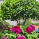 내미농박 이미지