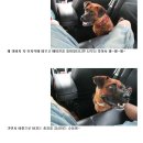 버디퍼피 네이버블로그