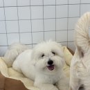 퍼피파파 이미지