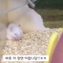 오물오물 이미지