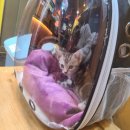 Jpet동물병원 | [부산제이펫동물병원]아기고양이 "호수" 3일차 건강검진