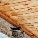 수승대약국 이미지