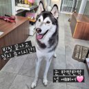 허스키 사랑 | 사랑스러운 허스키 쪼꼬 위탁목욕 후기🫶