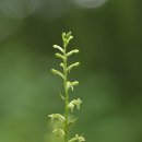 제비잠자리란 (Platanthera ussuriensis ) 이미지