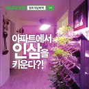 종삼농장 | [공지] 체험교육 치유농장 도시농업연구소 영미의담벼락 새싹인삼키우기