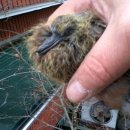 비둘기집 이미지