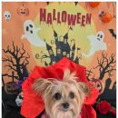 송이애견 | 평택애견호텔 여행 전 송이 맡기고 다녀온 후기~