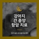 더샵 동물병원 | 노령견 강아지 간 종양 HCC 간엽 절제 수술 후 항암 치료 전문 동물병원 후기