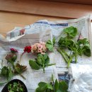 분홍공주 이미지