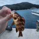 방파제낚시 | 거제 내도 섬 방파제 밤낚시 후기! 볼락부터 붕장어, 붉바리까지 손맛 폭발! 내도 야간 낚시 조행기!