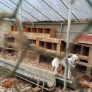 들개농장 이미지