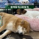 함께할 개 이미지